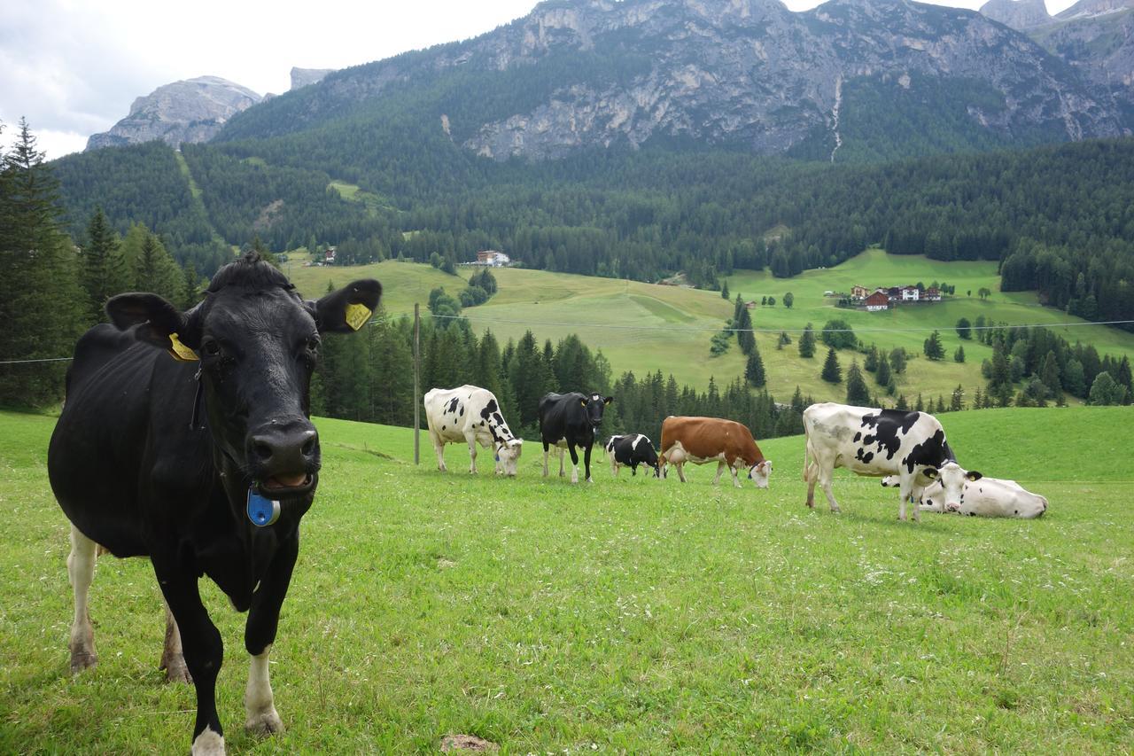 Agriturismo Anvi Lägenhet Badia  Exteriör bild